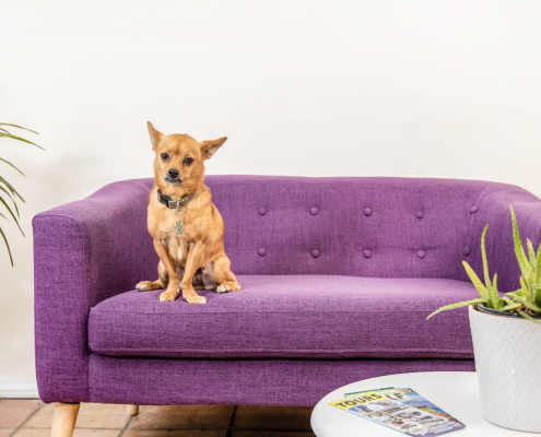 A small brown dog sits on a purple couch at the dog-friendly boutique hotel Inn at Palm Springs